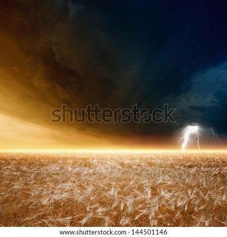 Nature force background - field of ripe barley, wheat, dark stormy sky with lightning, thunderbolt