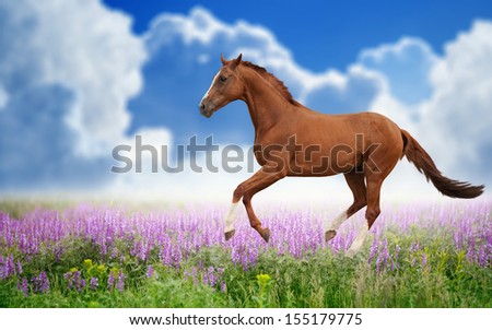 Peaceful background - brown horse running on green grass field with pink flowers, picture for chinese year of horse 2014