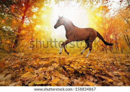 Beautiful autumn background - brown horse running in park, yellow, orange, red leaves, bright sunny fall day in park, picture for chinese year of horse 2014