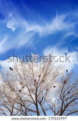 Bird nests on high trees, season is spring, blue sky, white clouds