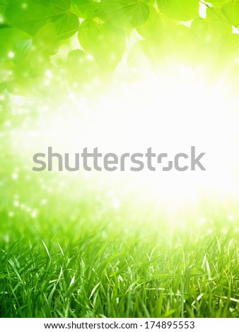 Beautiful nature eco background - green grass, green leaves, bright sun, green energy, spring background
