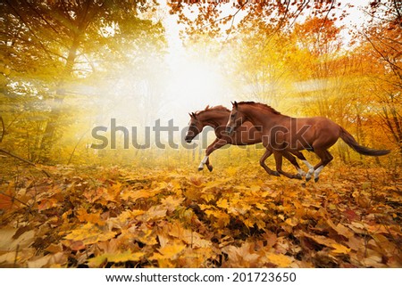 Two horses running in autumn forest, picture for chinese year of horse 2014