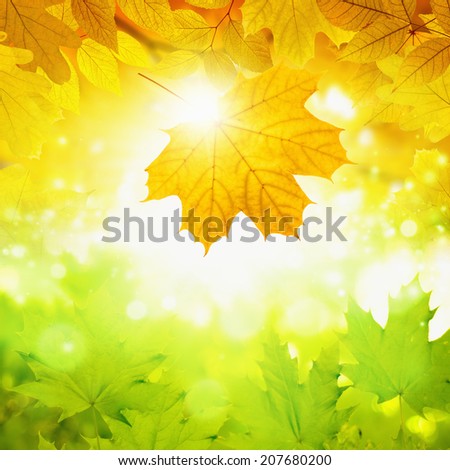 Beautidul autumn background - falling maple leaf, green and yellow leaves, bright light, sun shines through leaves