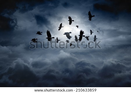 Flock of flying ravens, crows in dark moody sky