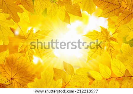 Beautiful nature autumn background - yellow leaves, bright sun, season fall