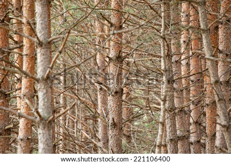 Abstract nature background - old forest of brown pine tree trunk