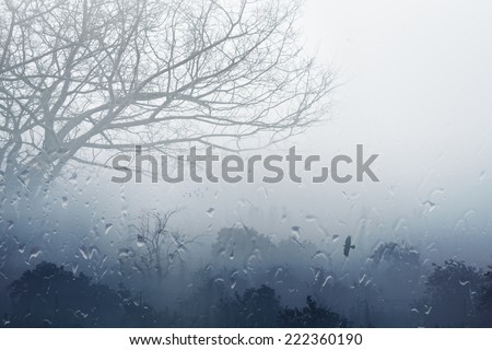 Moody grey fall background - trees in fog, rainy day, foggy day, raindrops flowing on window, depression from fall weather
