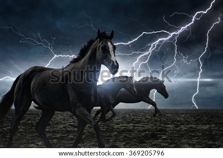 Dramatic nature background - running black horses, bright lightning in dark stormy sky