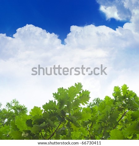Green oak leaves, blue sky, white clouds