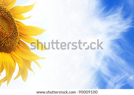 Blooming sunflower, white clouds, blue sky