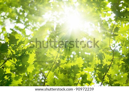 Ecological background - green leaves of oak, bright sun