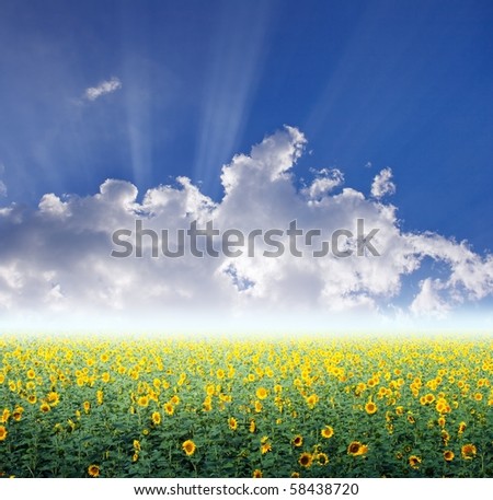beautiful sunflower field and blue sky stock photo 58438720