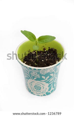 baby sunflower plant