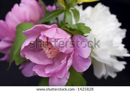 Close-up of peony flowers in an arrangement on black background - shallow depth of field.
