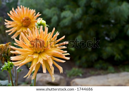 A melon-colored spider mum in a garden. Shallow depth of field, negative space for text.