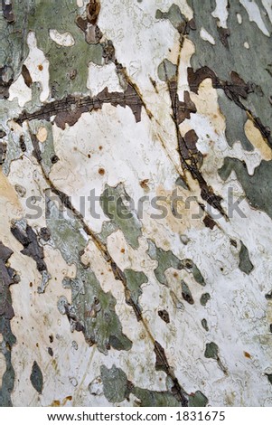 Natural camouflage color and texture - bark of sycamore tree