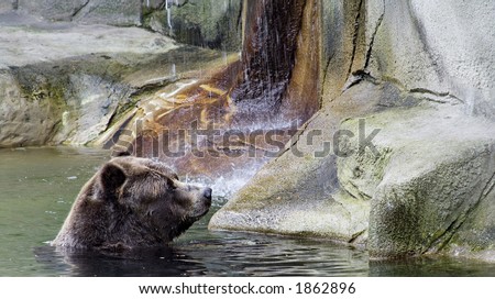 bear in pool