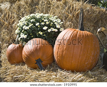 A pumpkin, mum, and straw fall display.