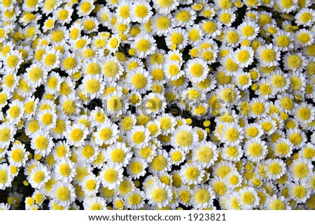 White and yellow mum flowers - part of daisy family - background