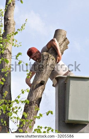 Professional tree worker - working from bucket lift.