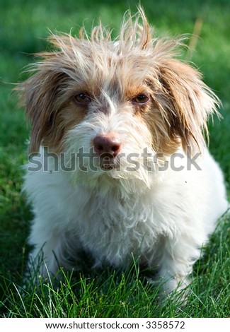 A mixed breed dog with very bad hair.