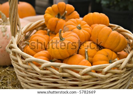 A woven natural basket filled will small mini pumpkins or gourds.