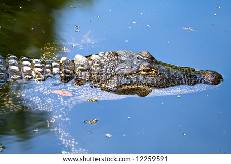 A large alligator swimming in a small pond in Hilton Head, South Carolina.