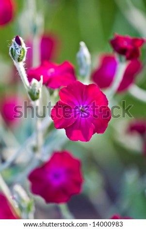 stock photo : ROSE CAMPION Lychnis -A summer Perennial 