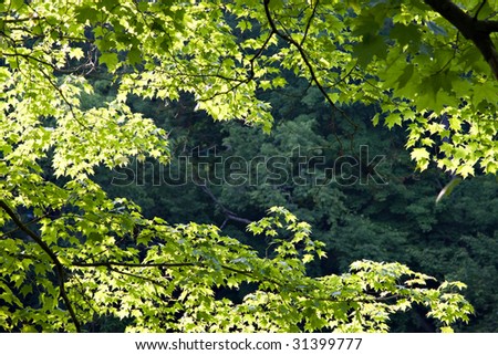 Different shades of green leaves and trees - good for background.