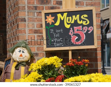 Autumn Mums For Sale At An Outdoor Market Place. Stock Photo 39061327 
