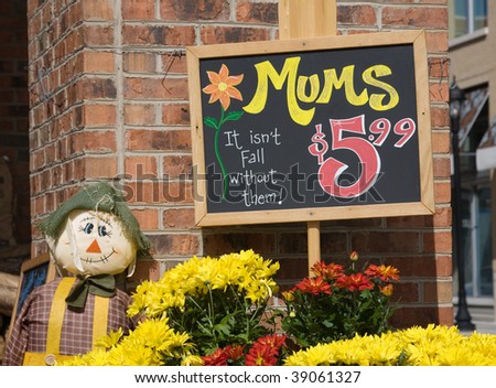 Autumn Mums For Sale At An Outdoor Market Place. Stock Photo 39061327 Autumn Mums For Sale At An Outdoor Market Place. Stock Photo 39061327