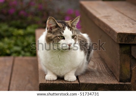 A pet house cat sits on garden steps on a spring day.
