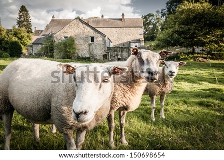 Close up of three curious sheep grazing in front of an old stone farm house in Belgium.