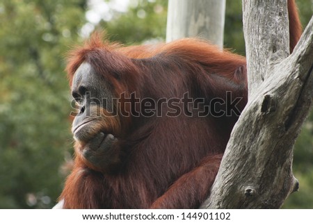 Orangutan staring into space