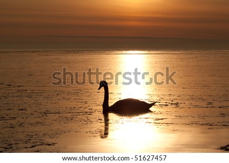 Lonely Swan