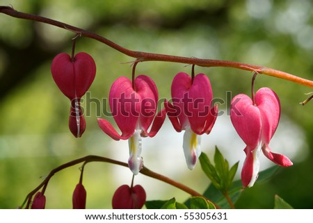 Macro of red heart flowers