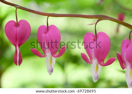 Red heart flowers on green background