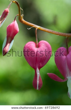Red heart flowers on green background