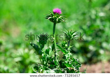 Purple milk thistle flower on green background
