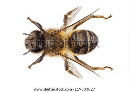Bee species apis mellifera common name Western honey bee or European honey bee isolated on white background