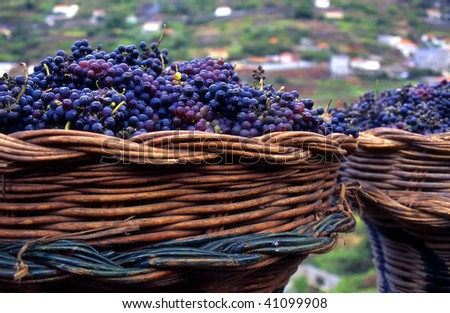 basket with purple grapes used for winemaking in Madeira