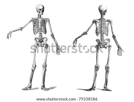 vintage illustration of a human skeleton in the nineteenth century engraving vintage illustration of a human skeleton in the nineteenth century engraving