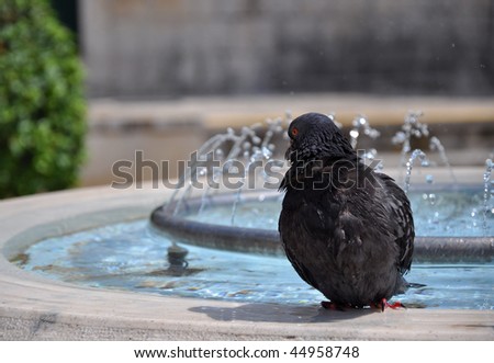 Pigeon in a fountain
