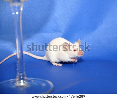 White mouse behind a glass.
