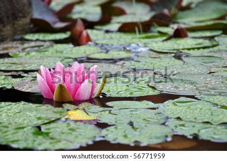 lake with water-lily flowers on blue water