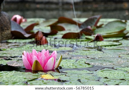 lake with water-lily flowers on blue water