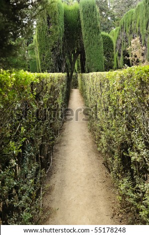 Narrow passage through sculpted shrubs in a maze inside the Royal Alcazar in Seville.