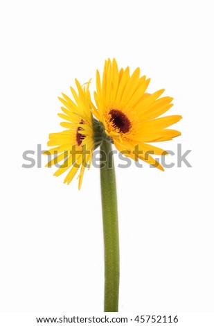 Two daisies on one stem