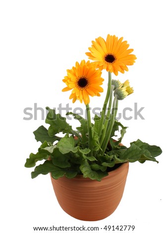 Daisy Pot