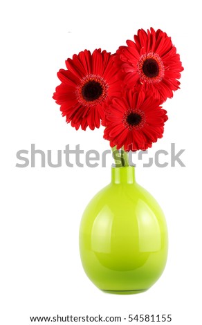 Red+daisy+flowers+pictures